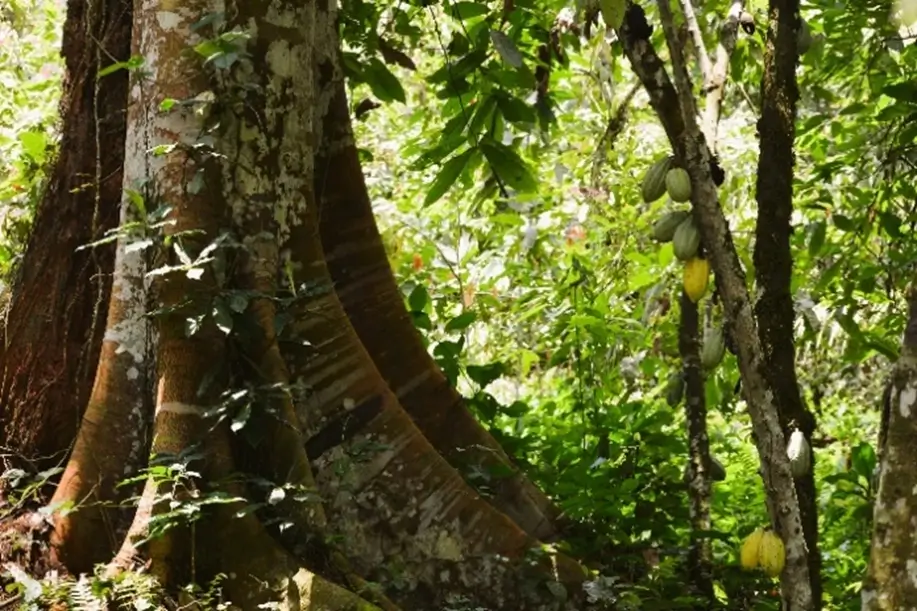 Cacaoyer dans la forêt tropicale