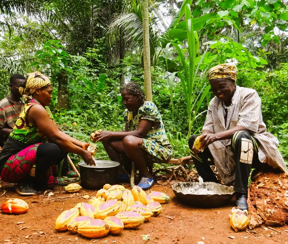 Groupe de producteurs de cacao