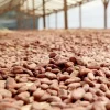 Fèves de cacao Ecocoa chocolat Belge